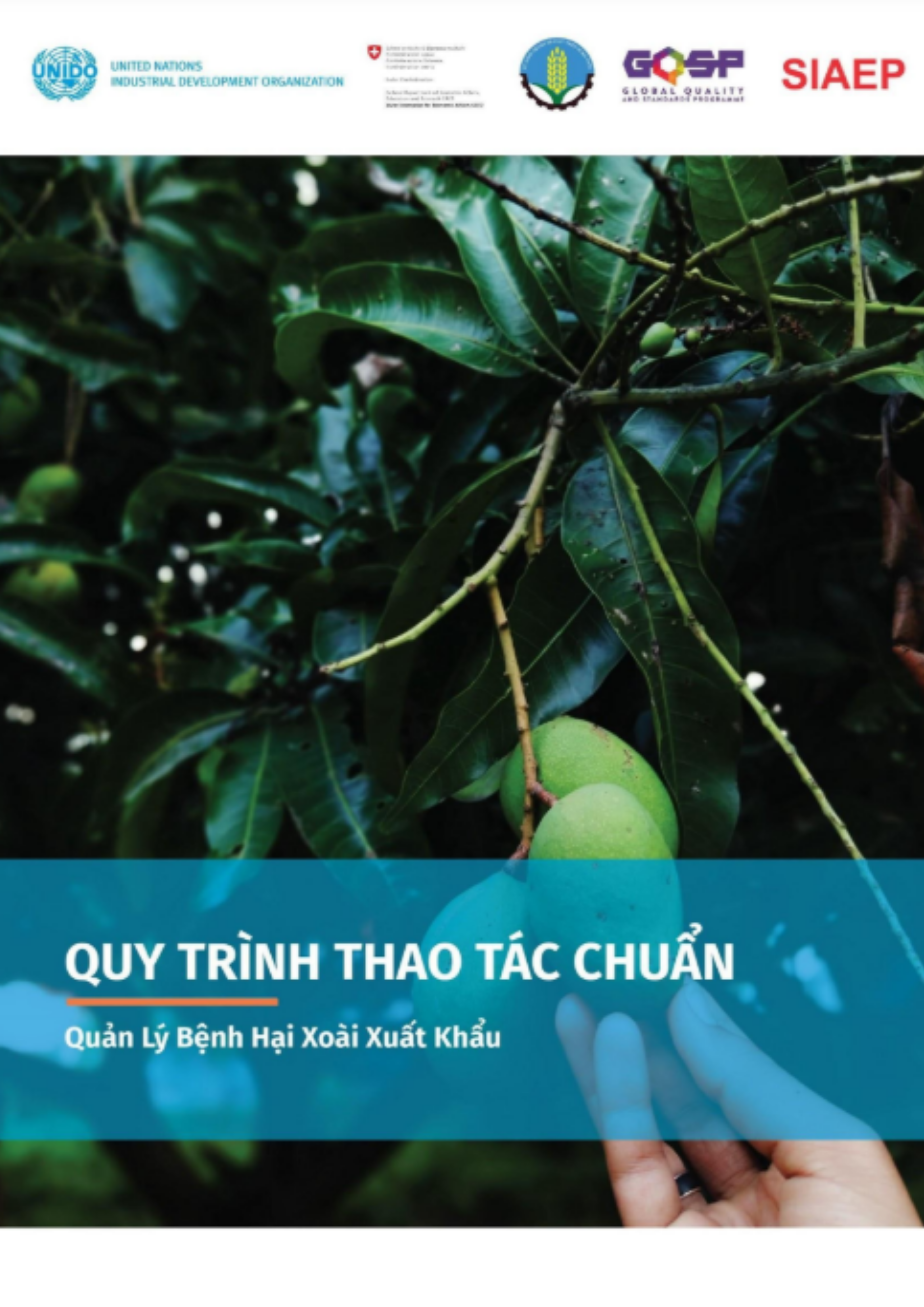 Quy trình thao tác chuẩn - Quản lý bệnh hại xoài xuất khẩu