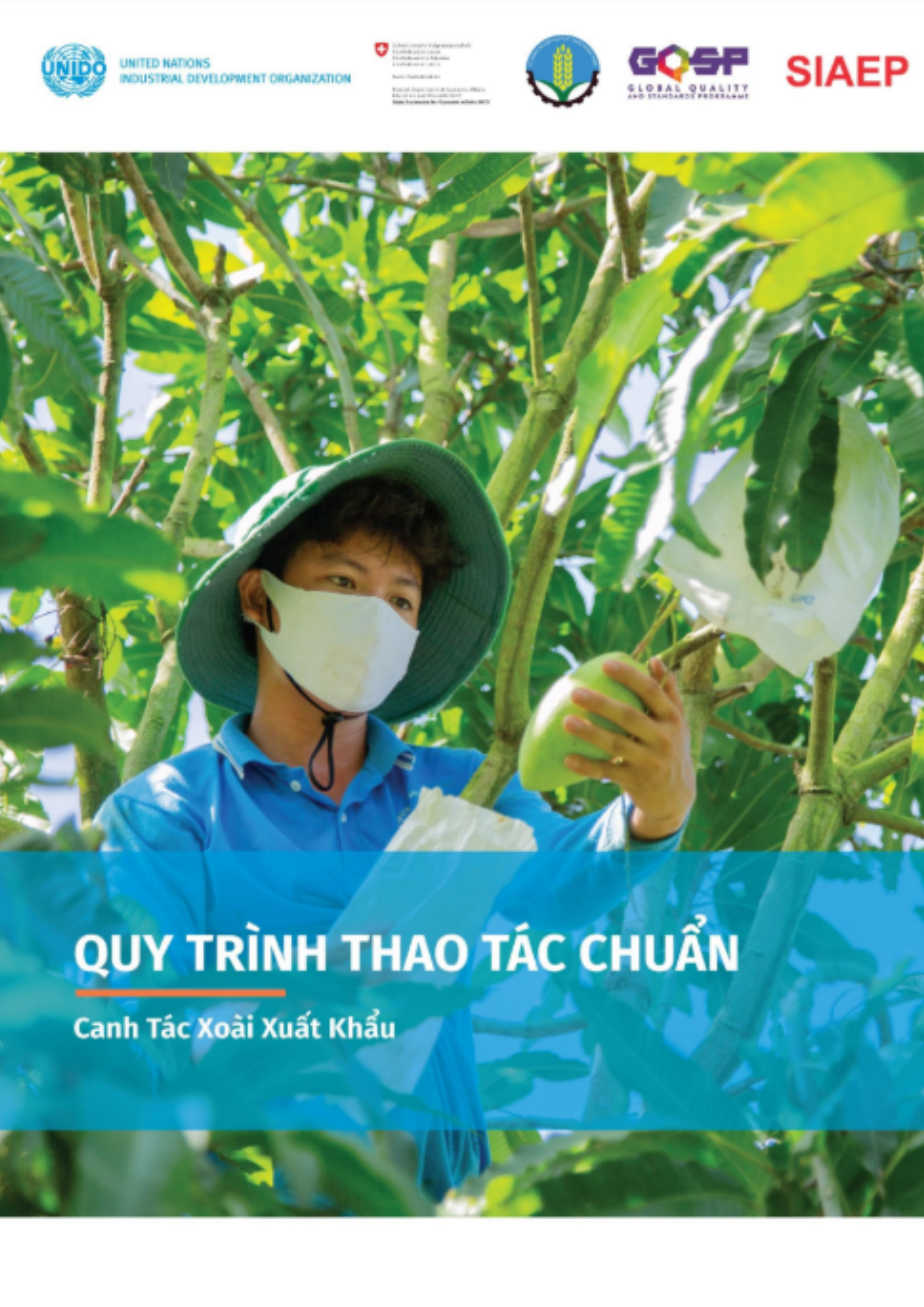 Quy trình thao tác chuẩn - Canh tác xoài xuất khẩu